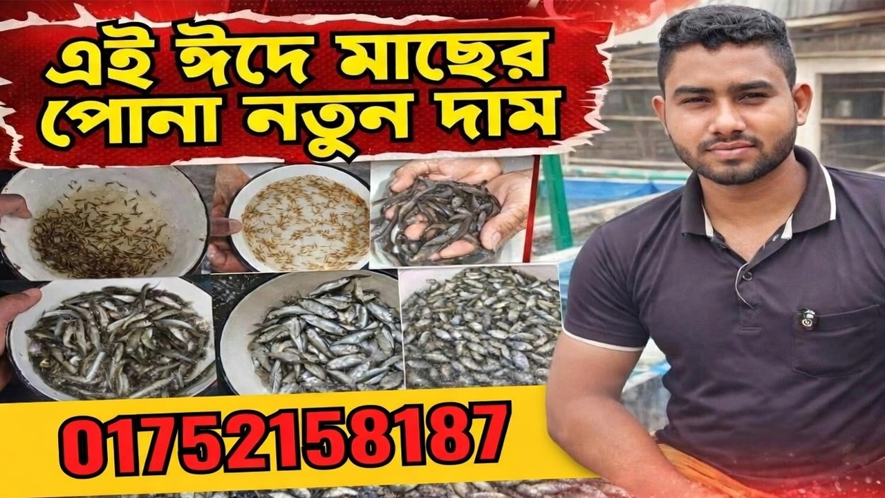 সকল প্রোকার ধানি ও চারা পোনা সাদা মাছের দাম আজকের মাছের আপডেট