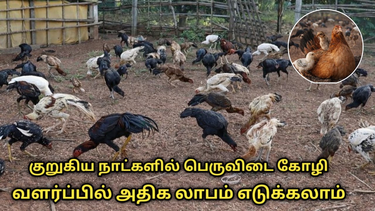 குறுகிய நாட்களில் பெருவிடை கோழி வளர்ப்பில் அதிக லாபம் எடுக்கலாம் | peruvidai kozhai valarppu 