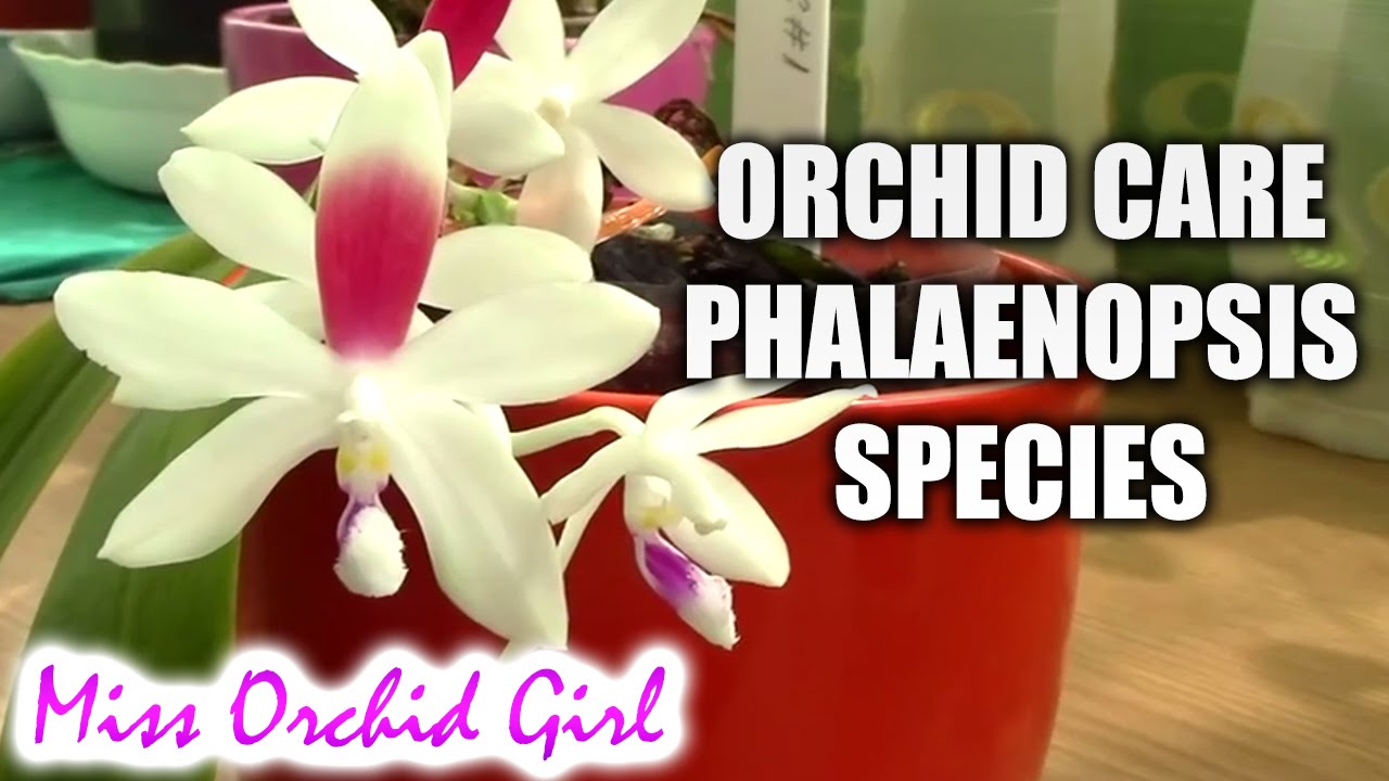 Orchid care - How to care for Phalaenopsis summer blooming species