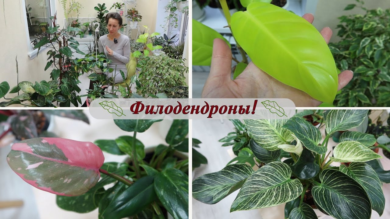 Обзор филодендронов, моя небольшая коллекция из 17 сортов!