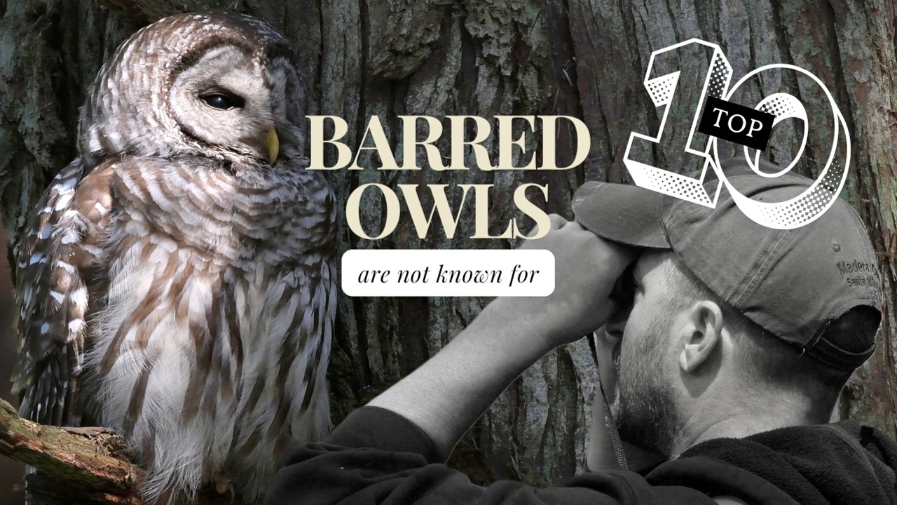 Top Ten Things Barred Owls Are Not Known For