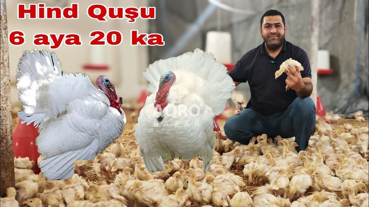 Convert novo Cinsi Hind quşu Cücə Satışı  #hinduska