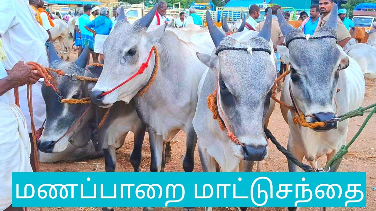 மணப்பாறைமாட்டுசந்தை| காளைக்கன்றுகள் வண்டிப் பழக்கம் உழவு பழக்கம் உள்ள காளை கன்றுகள் #cow #bull