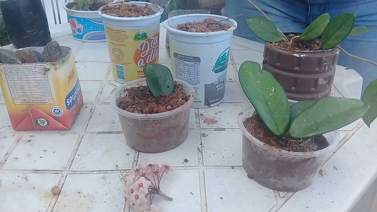 flor de cera ,Como fazer mudas!!!