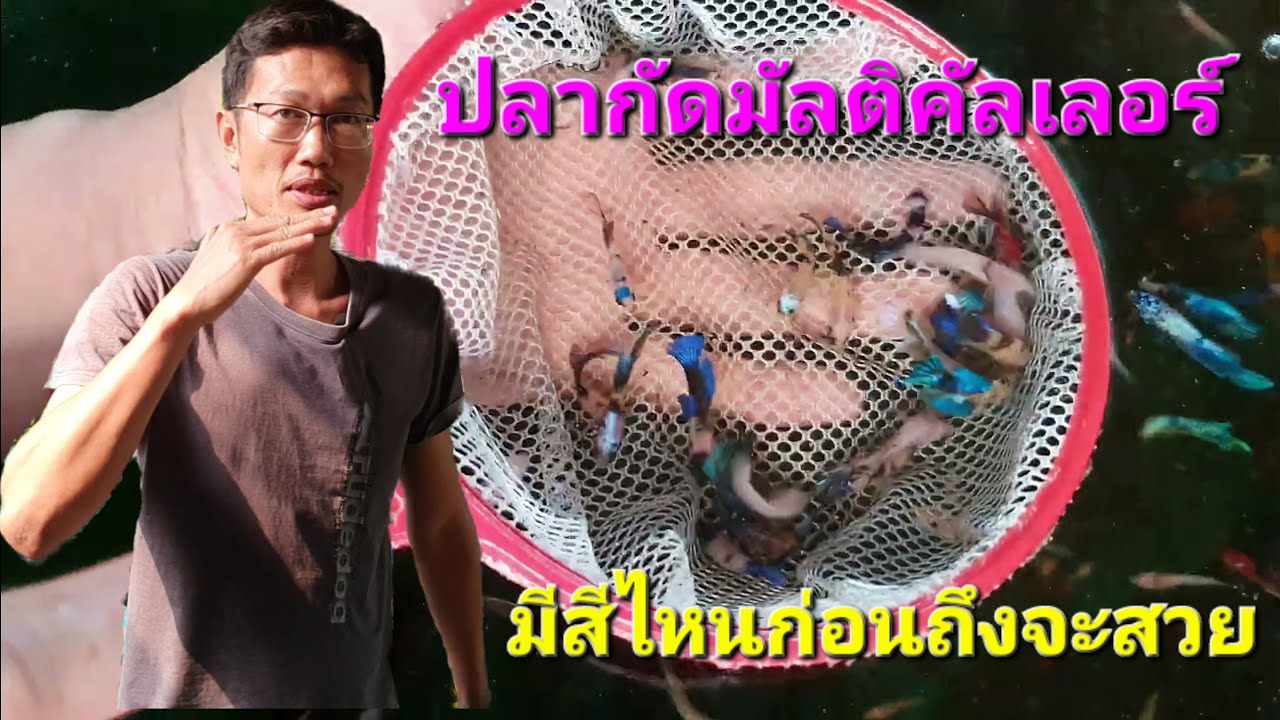 ปลากัดสายพันธุ์มัลติคัลเลอร์มีสีไหนก่อนถึงจะสวย?
