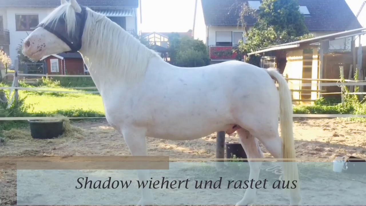 Pferd wiehert || Shadow in TROUBLE 😲