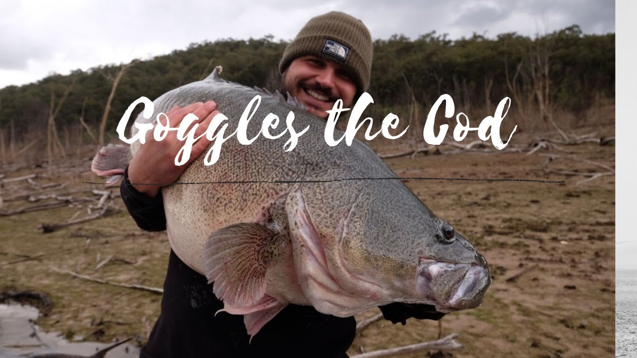 Lake Eildon Monster Murray Cod aka Goggles the Cod!