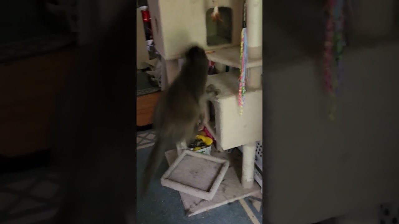 TIBERIUS THE CAT SHOWS OFF HIS CAT TREE CLIMBING SKILLS