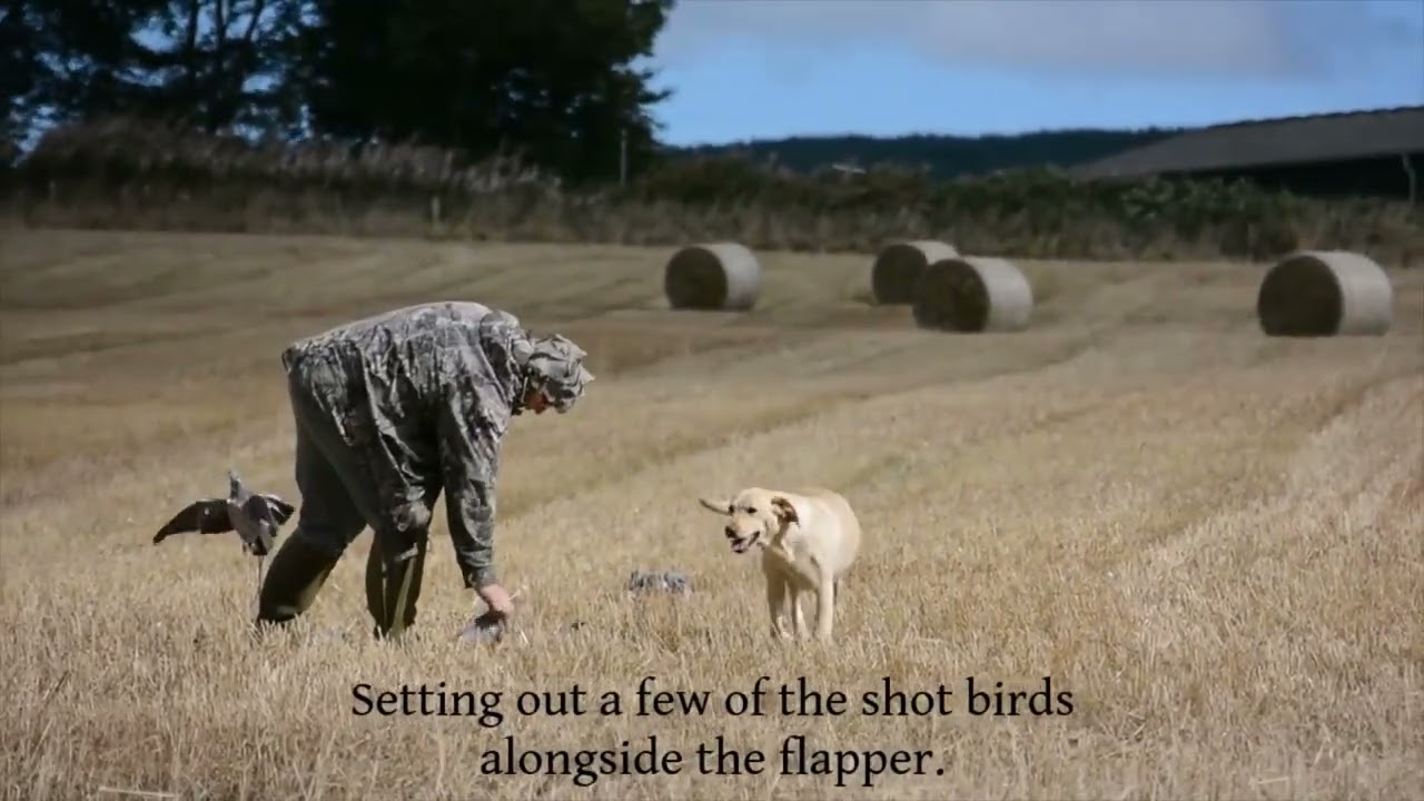 Pigeon and Crow shooting over stubble, using my new FUD decoys & retrieves from Kim the Wonder dog.