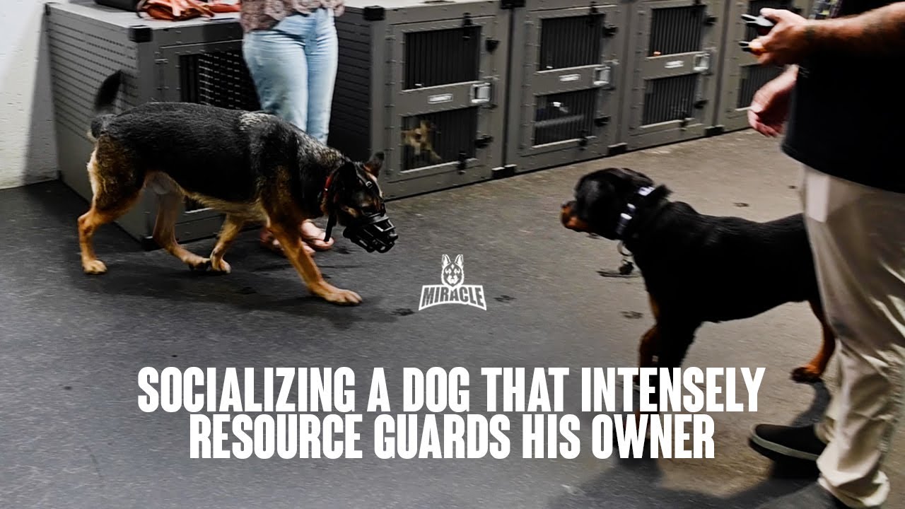 Socializing A Dog That Intensely Resource Guards His Owner