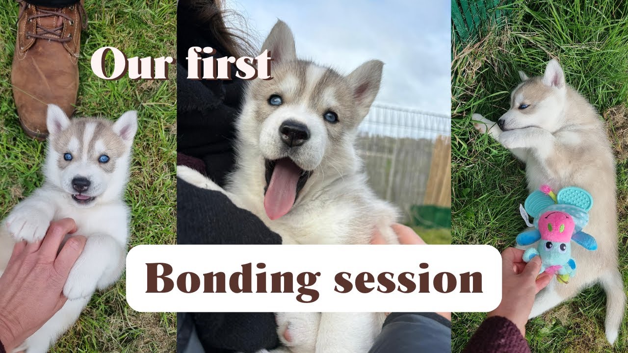Choosing Our Husky Puppy | The First Time I Met Pandora