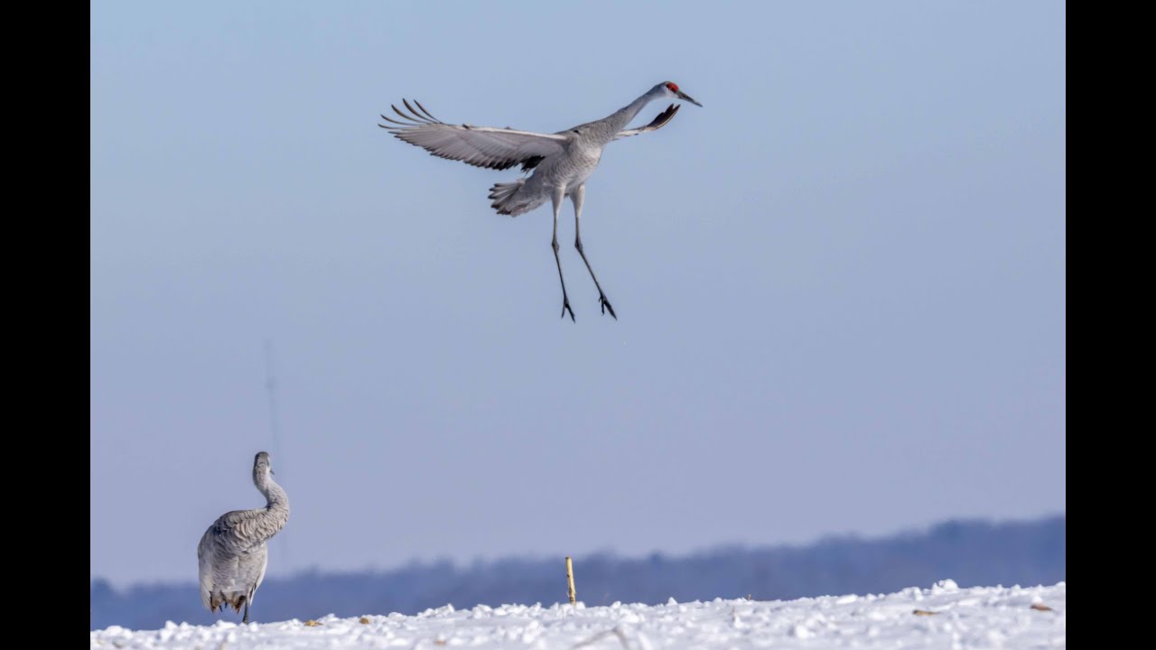Wintering Cranes at Goose Pond Fish and Wildlife Area, Indiana