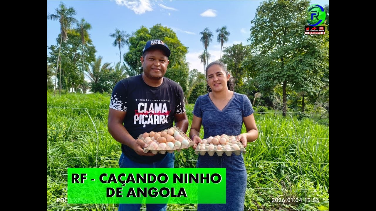 RF - CAÇANDO NINHO DE ANGOLA
