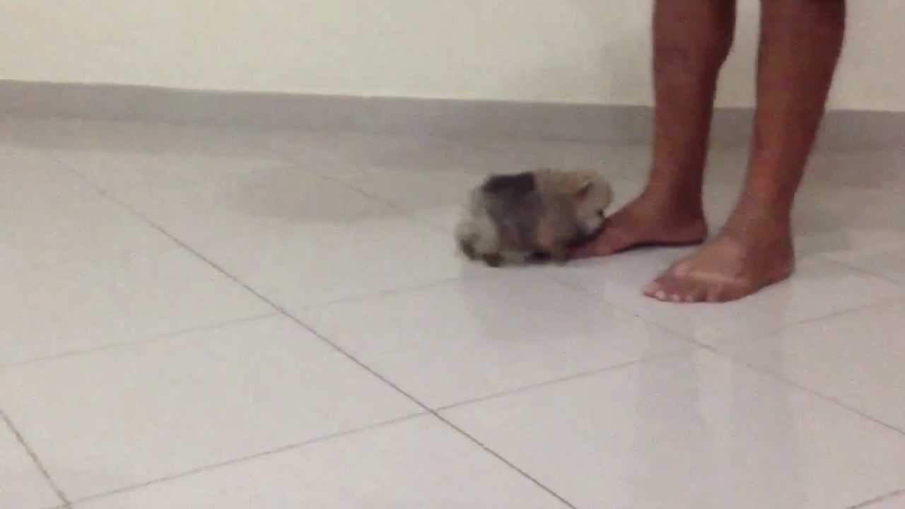 Lulu da Pomerania - Spitz Alemão anão