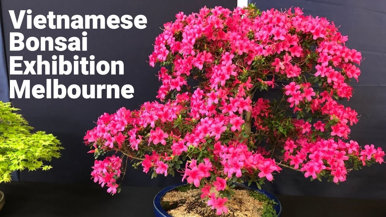 Vietnamese Bonsai Club Exhibition Show in Melbourne 2019