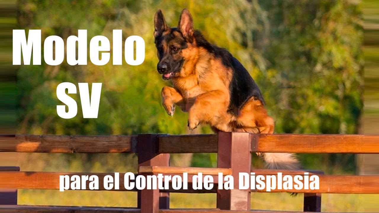 Displasia Pastor Alemán