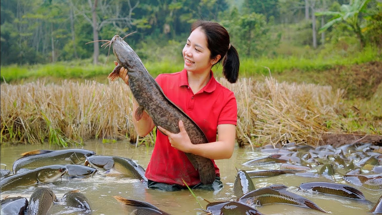 How to Harvesting Big Catfish & Goes to sell at the market | Tieu Tam Daily Life | Farm Life
