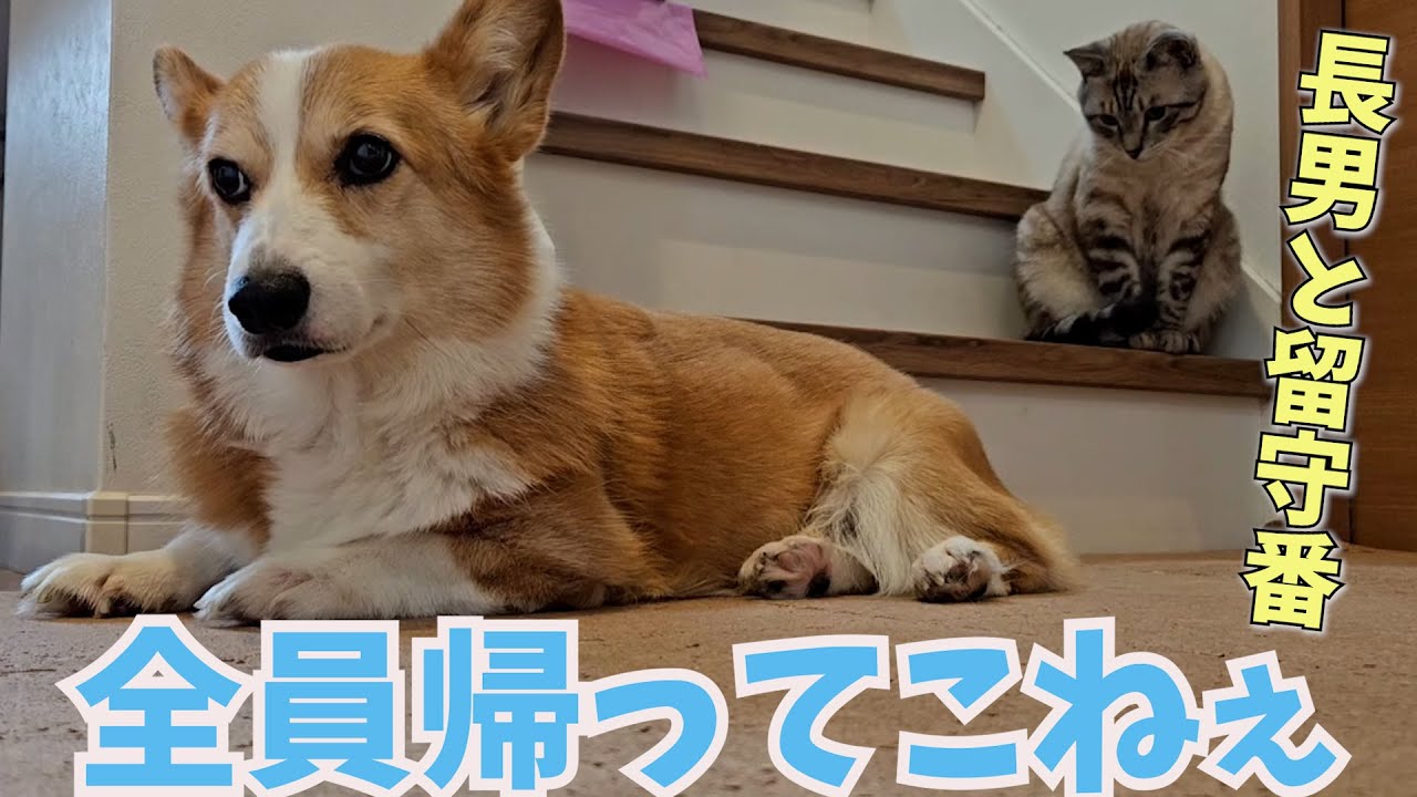 父・母・姉が旅行に行って帰ってこない日。犬と猫がこうなった