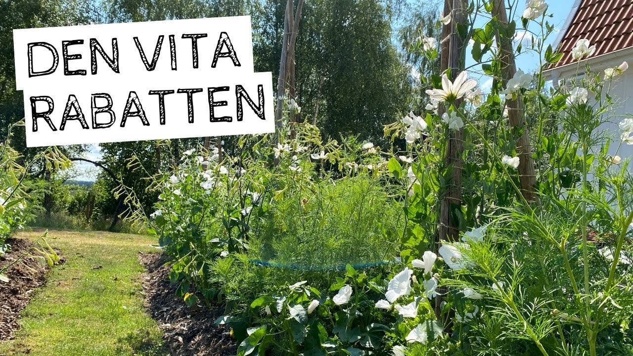 Den VITA rabatten - Så här ser blomningen ut i slutet av juli