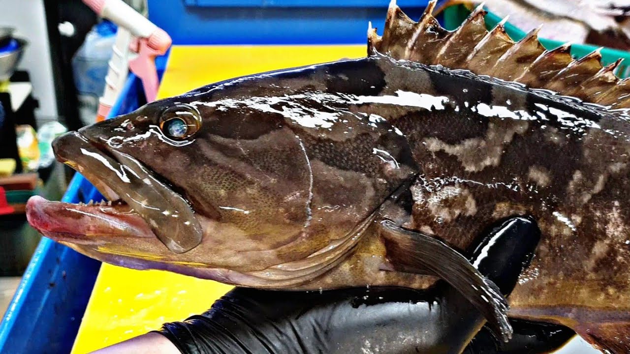 자연산 자바리 회뜨기 , Kelp grouper , クエ , kue