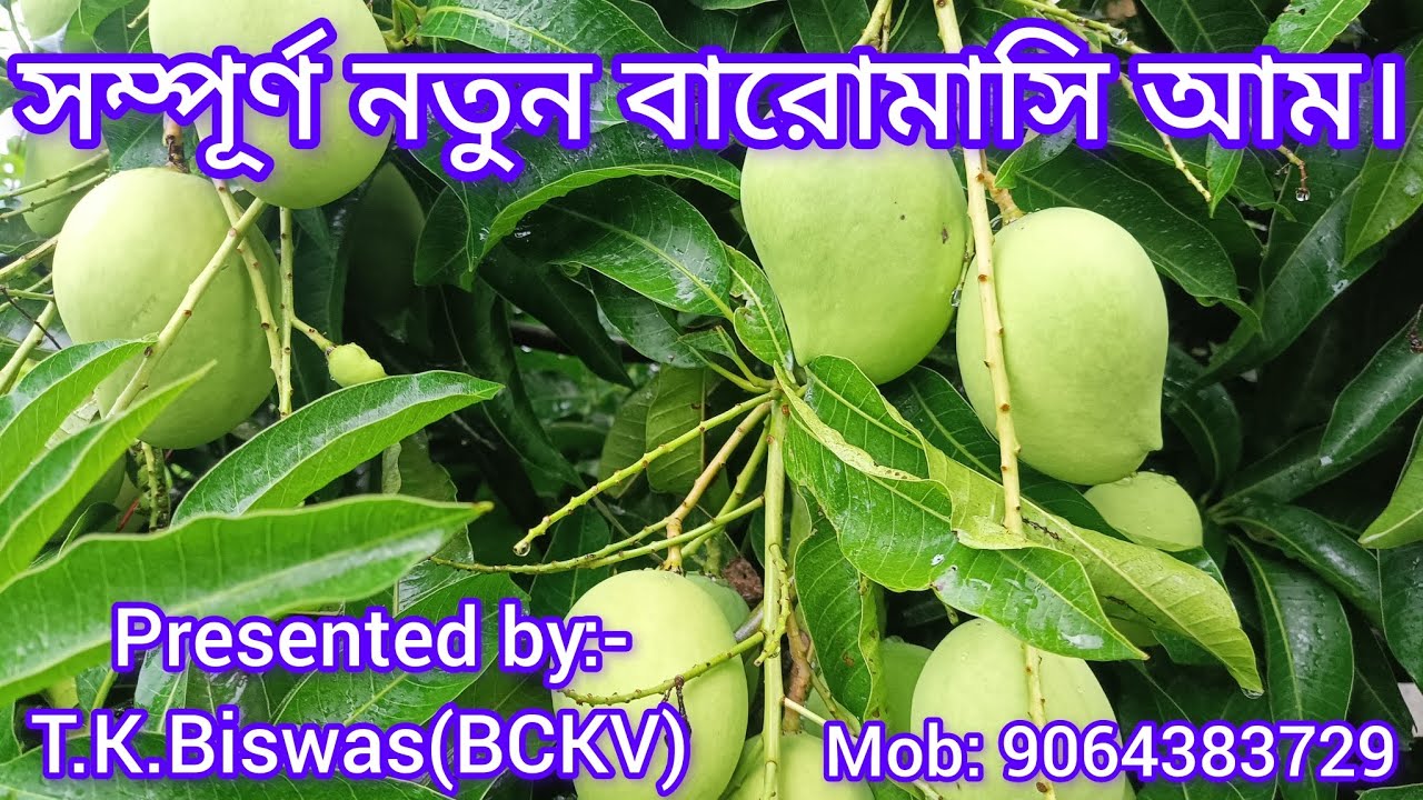 New Alltime mango suitable for roof garden.