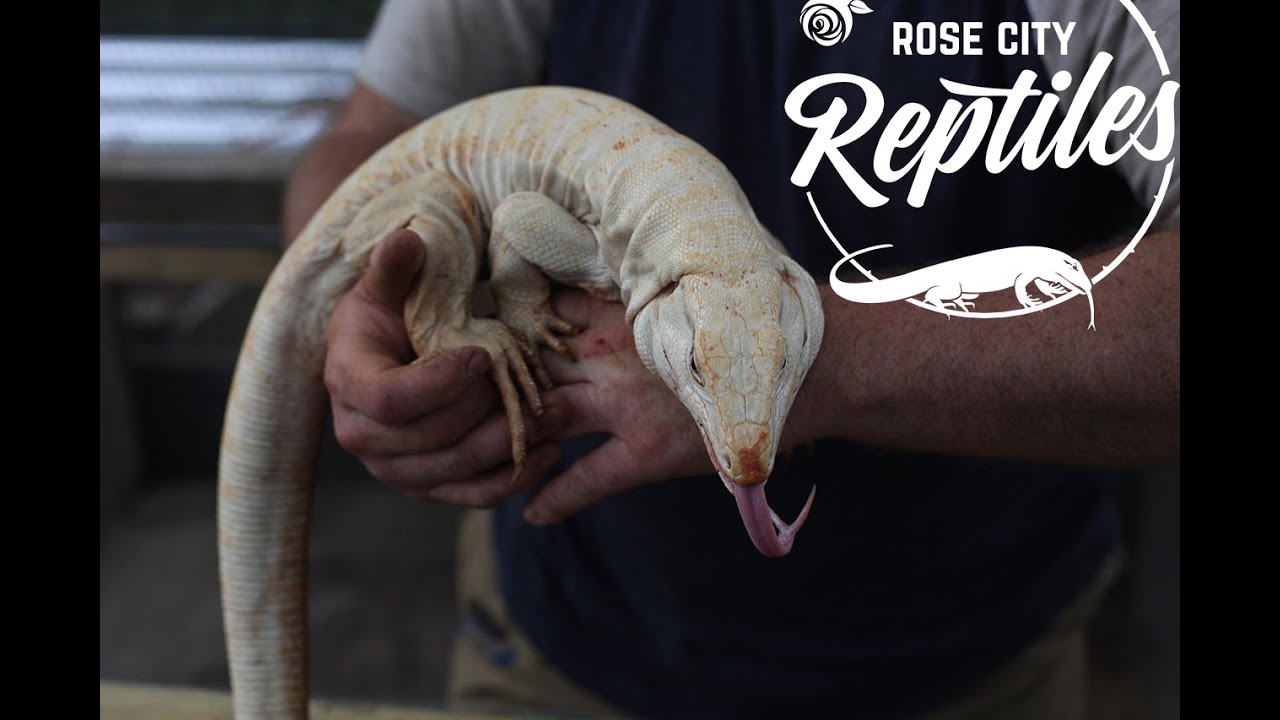 HOW TO Produce COLORFUL Albino TEGUS! Breeding Group 2020!