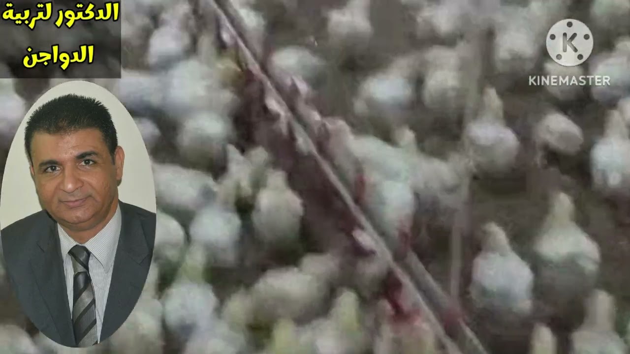 لو عايز تعرف ايه اللى هيحصل لفراخك لو أكلتها برسيم...وايه هى طريقة استخدامه....