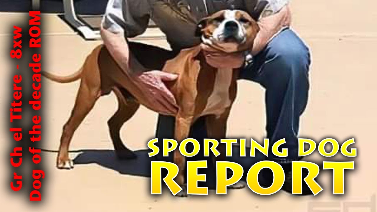 Gr Ch Titere 8XW Sporting Dog Report | The Real American Pit Bull Terrier | Dog Of The Decade