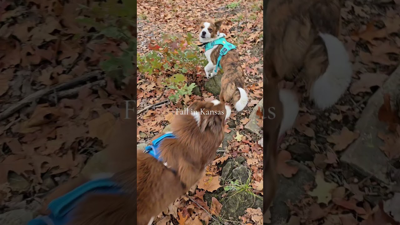 Im already missing fall here in Kansas. 