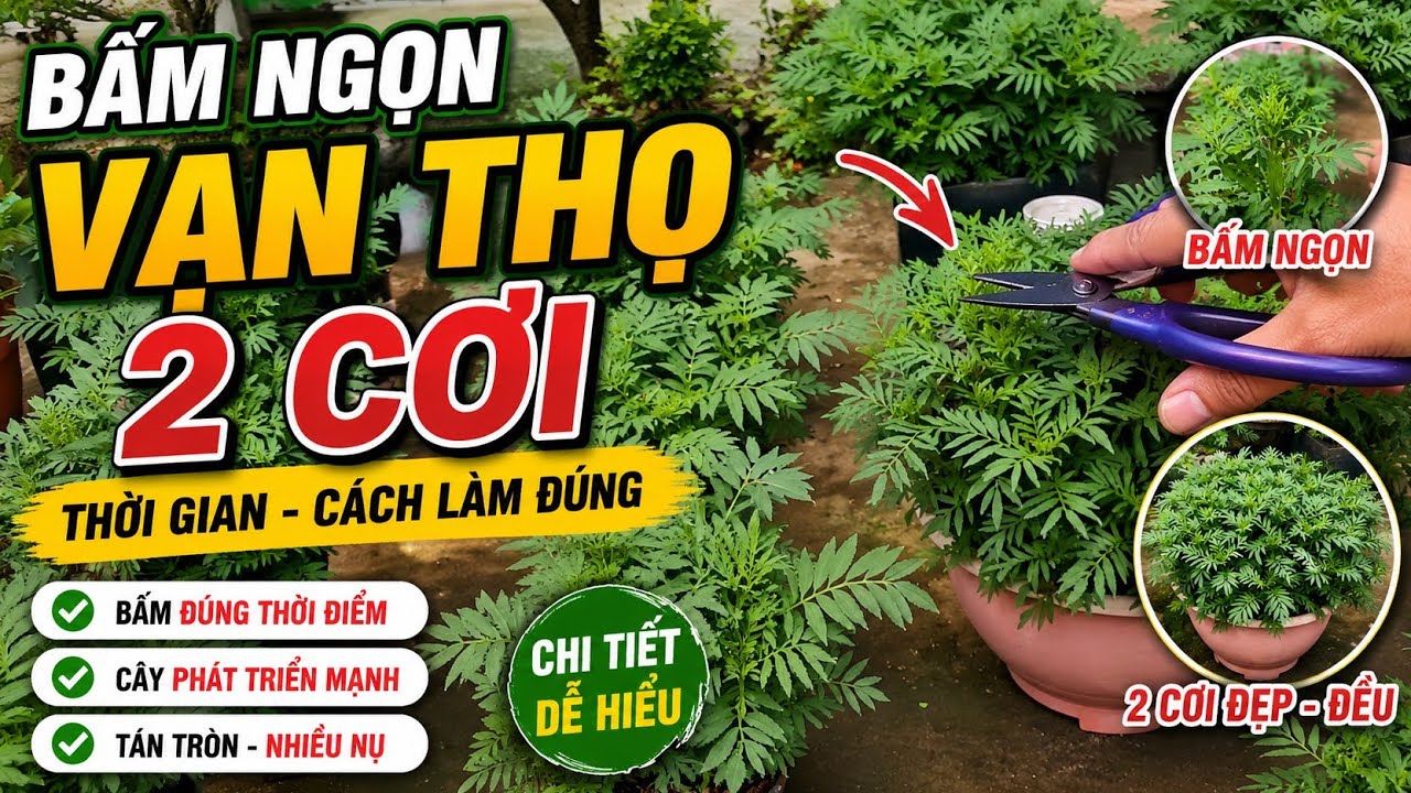 thời gian trồng vạn thọ 2 cơi, cách bấm ngọn lần 2, cách kìm nụ sớm hiệu quả 