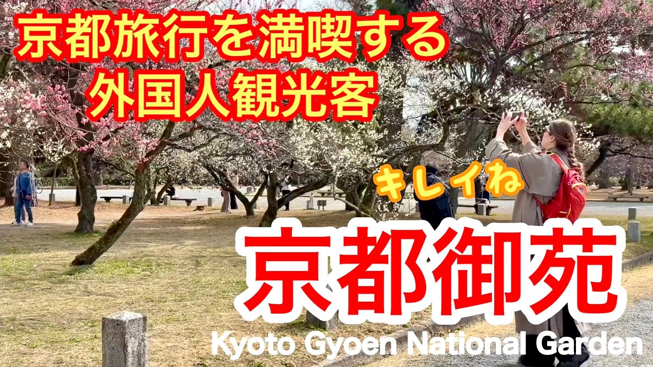 2026年3月2日 京都旅行を満喫する外国人観光客 梅🌺の花も桜🌸も咲く京都御苑を歩く Walking around Kyoto Gyoen