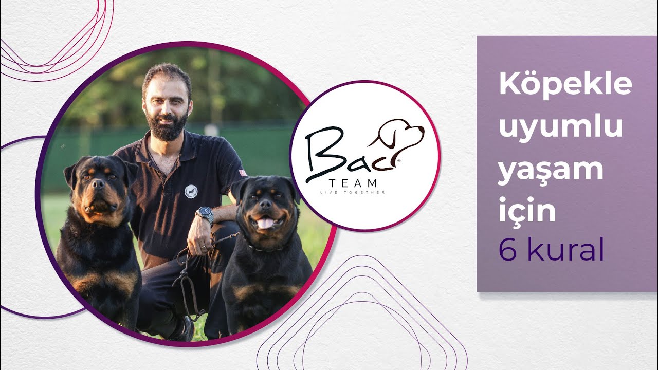 Köpekle Mükemmel Bir İlişki İçin 6 Kural -  Berker Arslan ile Köpek Eğitimi
