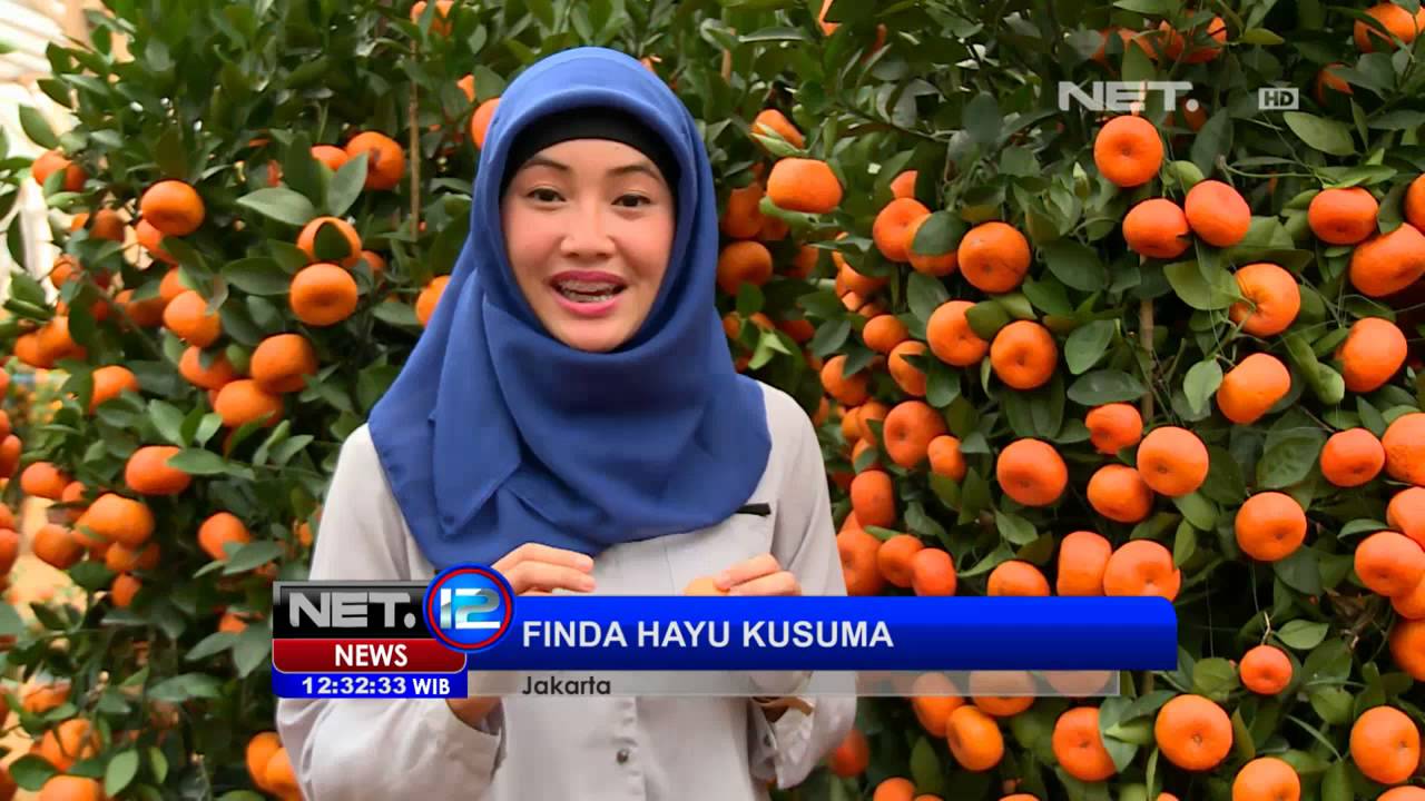 NET12 - Tanaman pohon jeruk hias