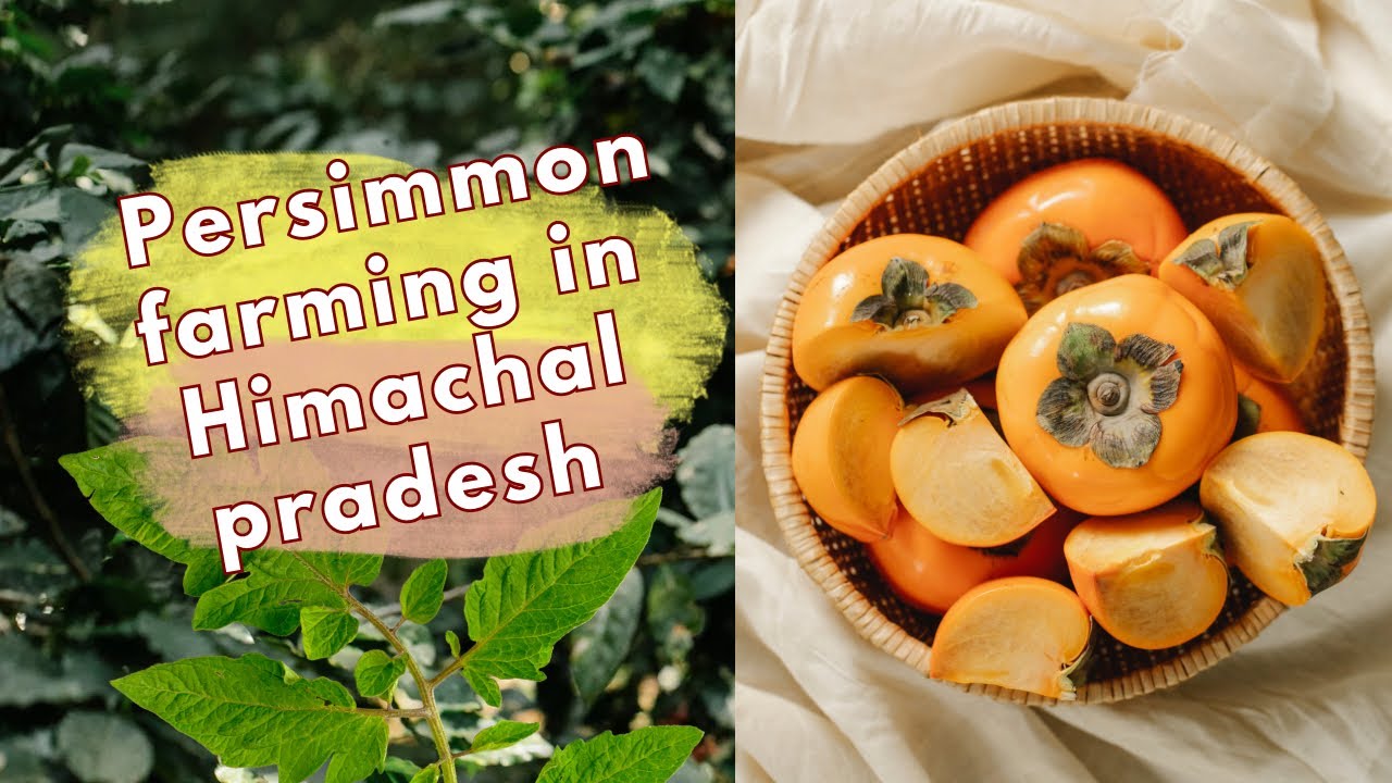 All basics information about persimmon farming