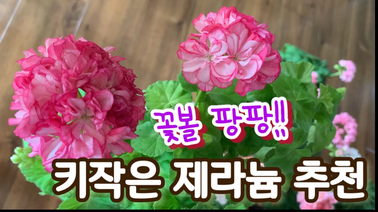 아담한 키로 꽃은 풍성하게 피우는 제라늄 종류 추천!!! 베란다 선반에 쏙 들어가는 제라늄 추천!!! #한국제라늄#유럽제라늄
