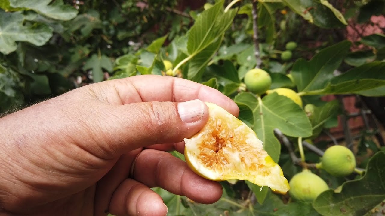 Jurupa Fig