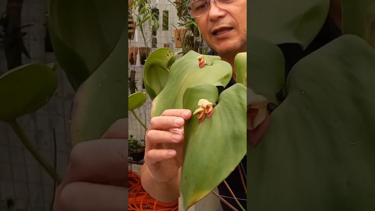 Pleurothallis marthae #orquidea #pleurothallismarthae www.orquidariorobertomartins.com.br
