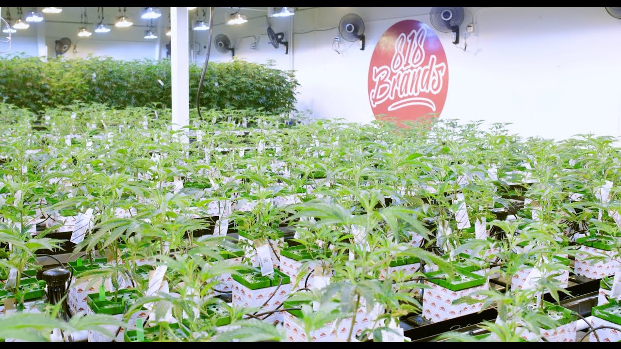 818 Brands: California's Premium Exotic Cannabis Cultivators