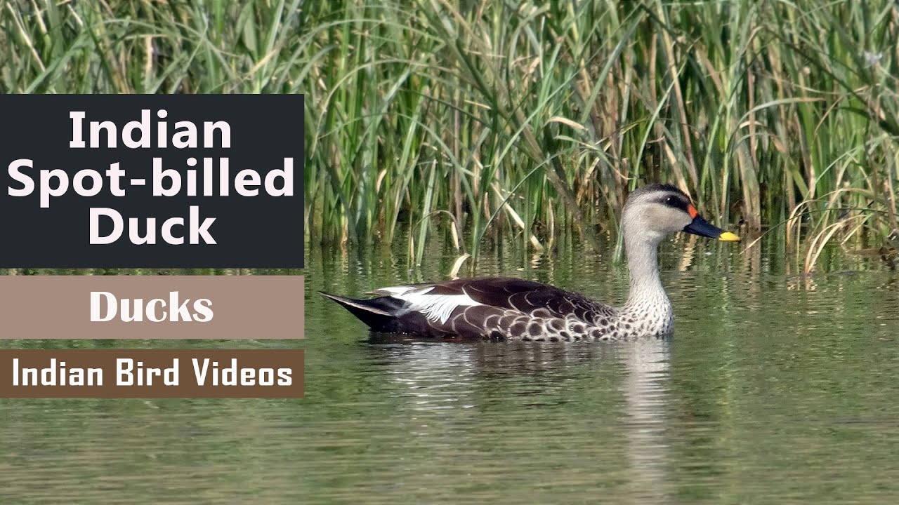 Indian spot-billed duck - A colorful Indian duck - Large dabbling duck