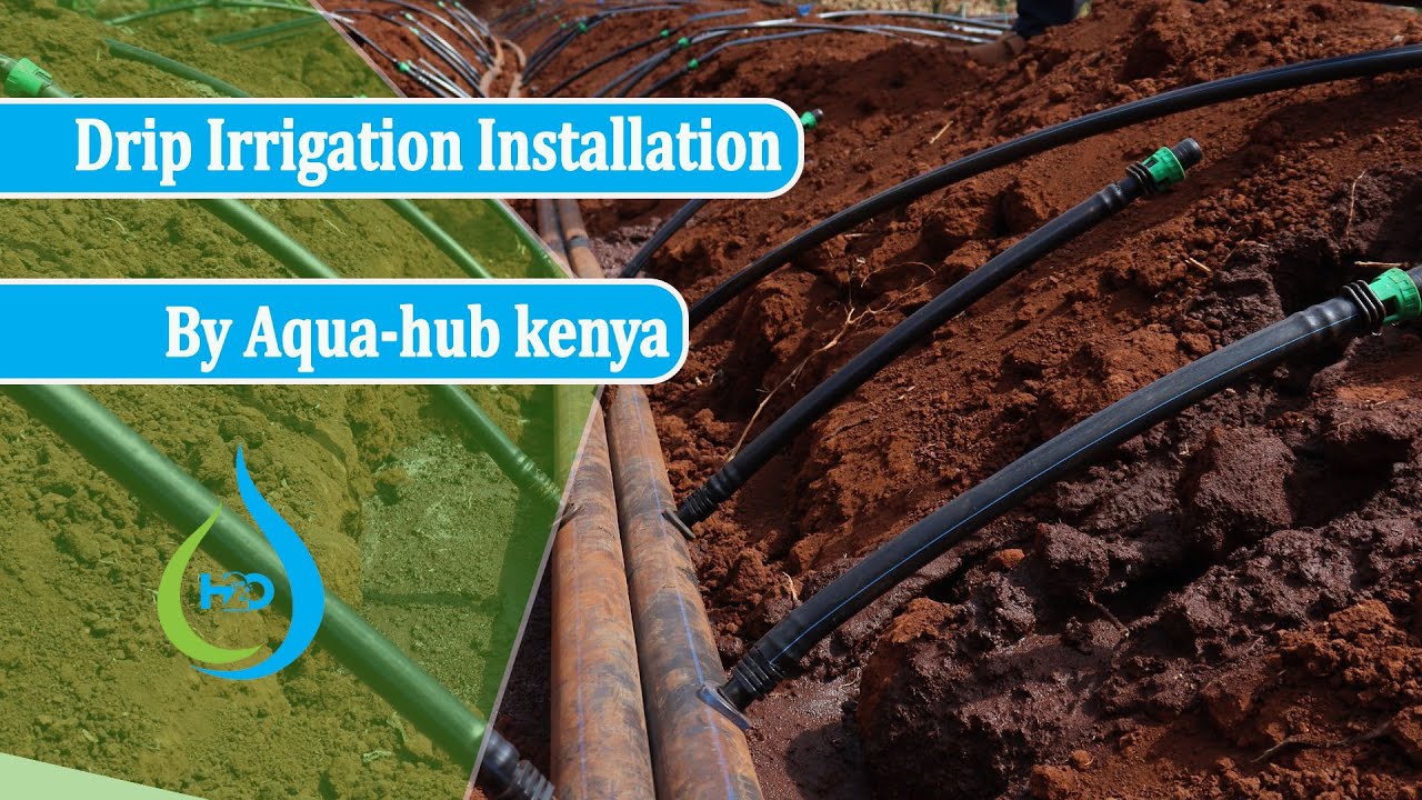 How to Install Drip Irrigation system step by step By  Aqua Hub Kenya | Call : 0790719020