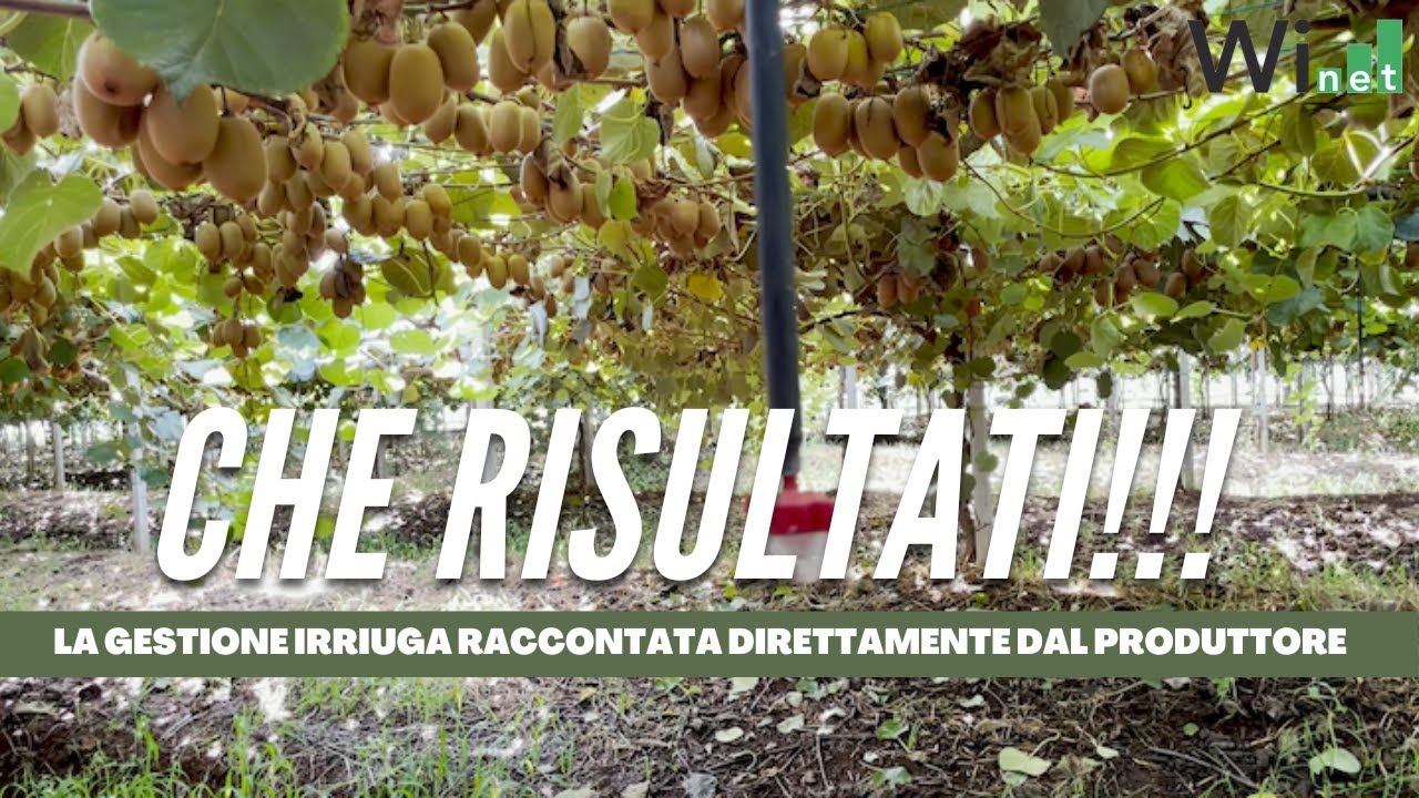 Risultati del monitoraggio con gestione Winet e sonde Sentek su actinidia Zespri - Simone Colatosti
