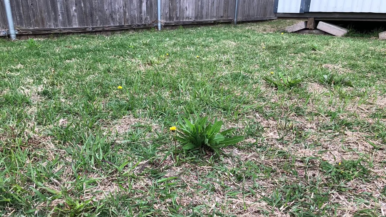 Should you pull your weeds in your lawn or spray them