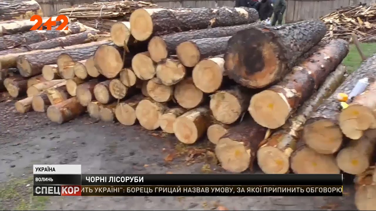 На Волыни местных парней подозревают в расхищении леса