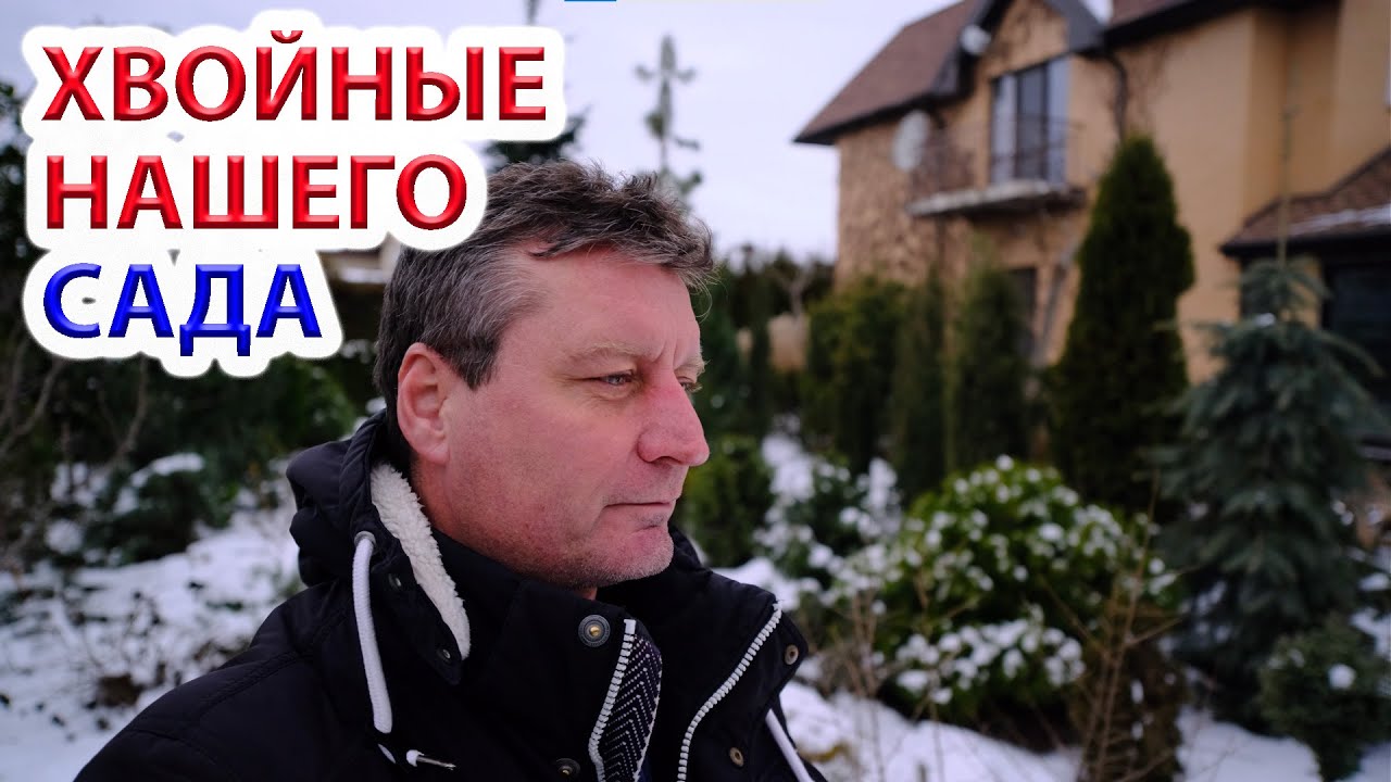 Декоративные хвойные для вашего сада