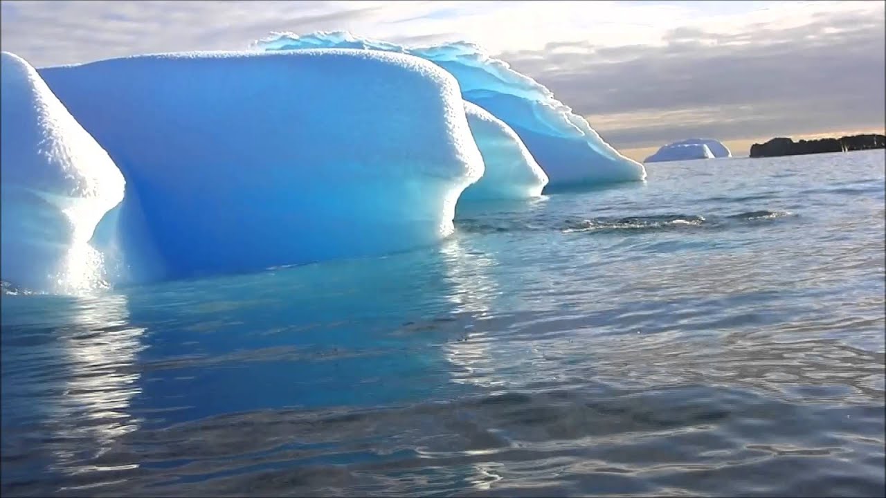 Leopard Seal song