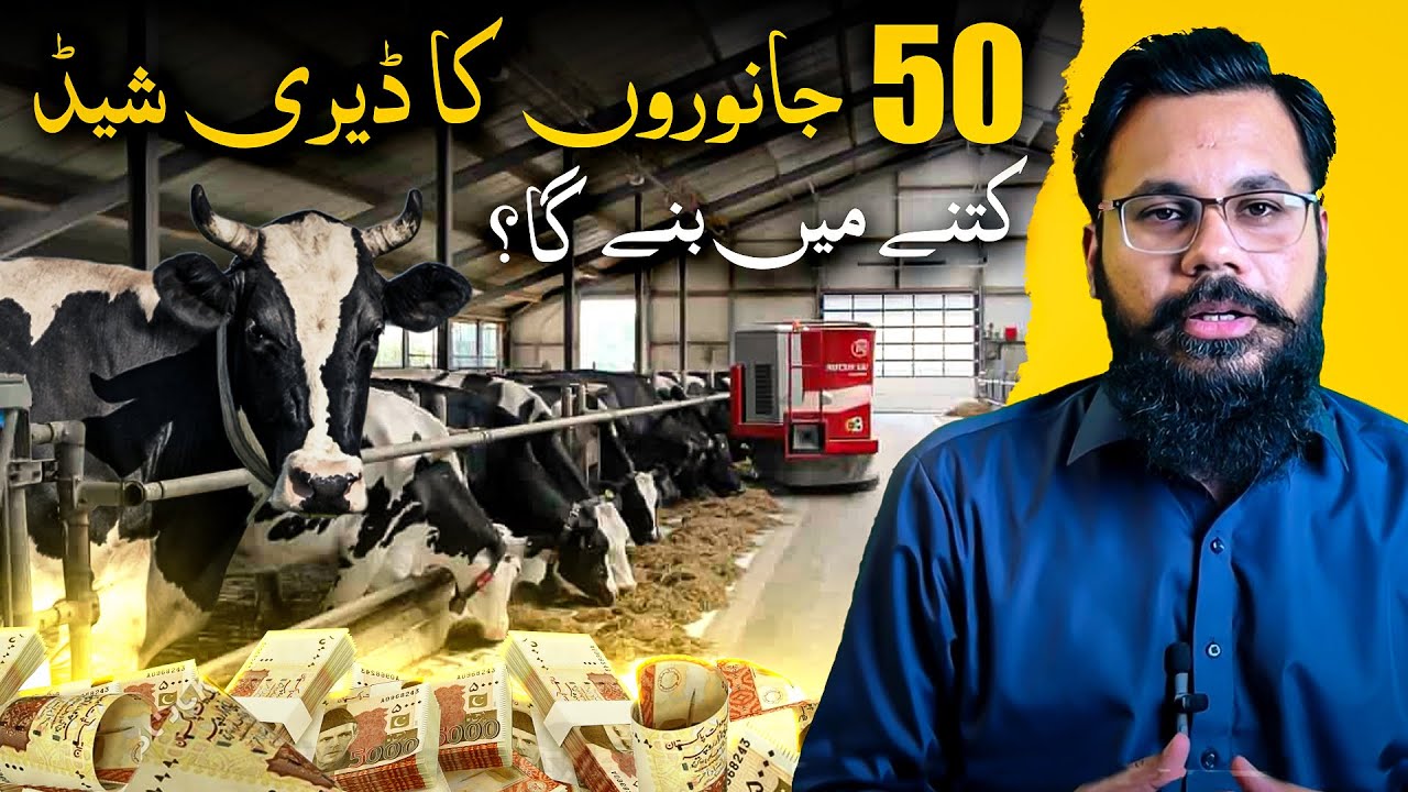 Cost & Feasibility of 50 Animal Dairy Farm | Modern Steel Shed Design & Construction