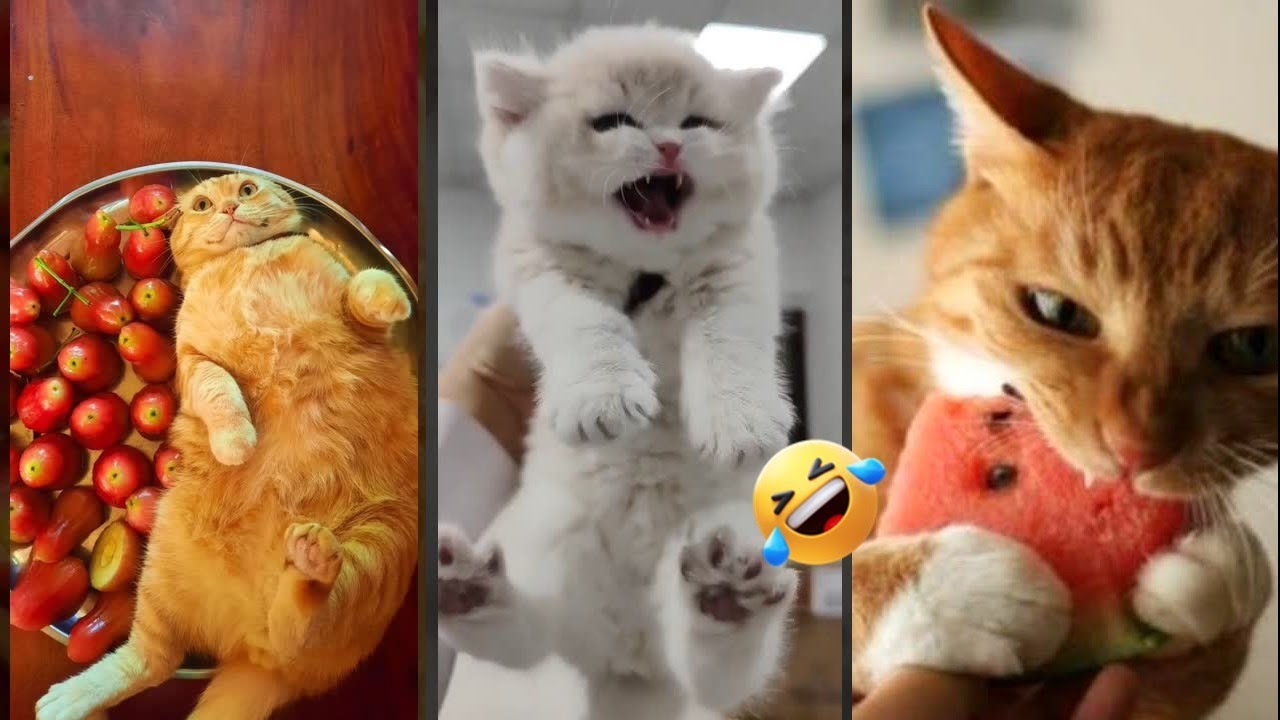 Funny Cats 2024 🥰 funny cats meme 😸 #FunnyCats #4502