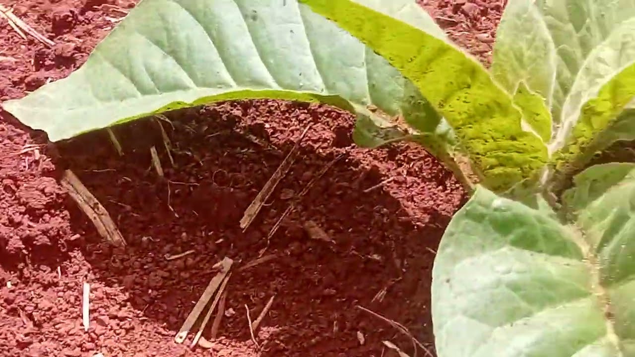 Vida ao natural  traz jabuticaba milho planta&ccedil;&atilde;o de tabaco natureza verde flores rem&eacute;dio frutas 
