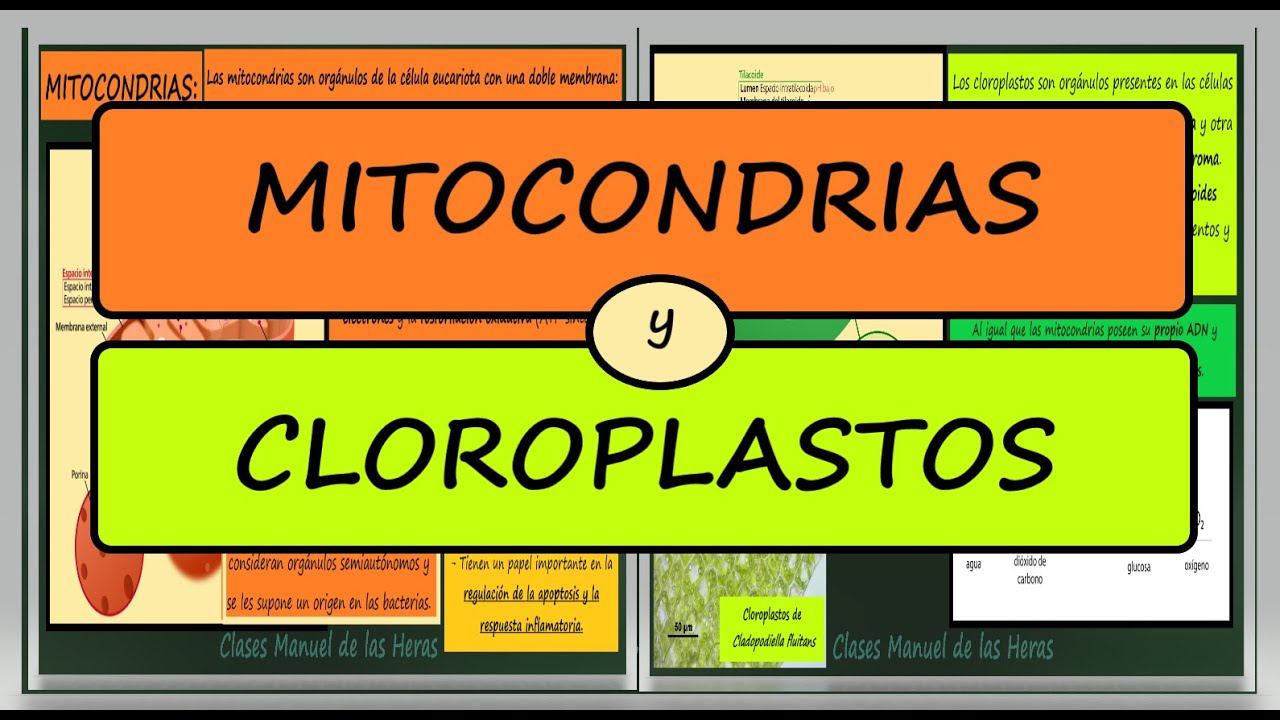 MITOCONDRIAS y CLOROPLASTOS. Estructura. Función. Diferencias. LA CÉLULA y los ORGÁNULOS CELULARES.