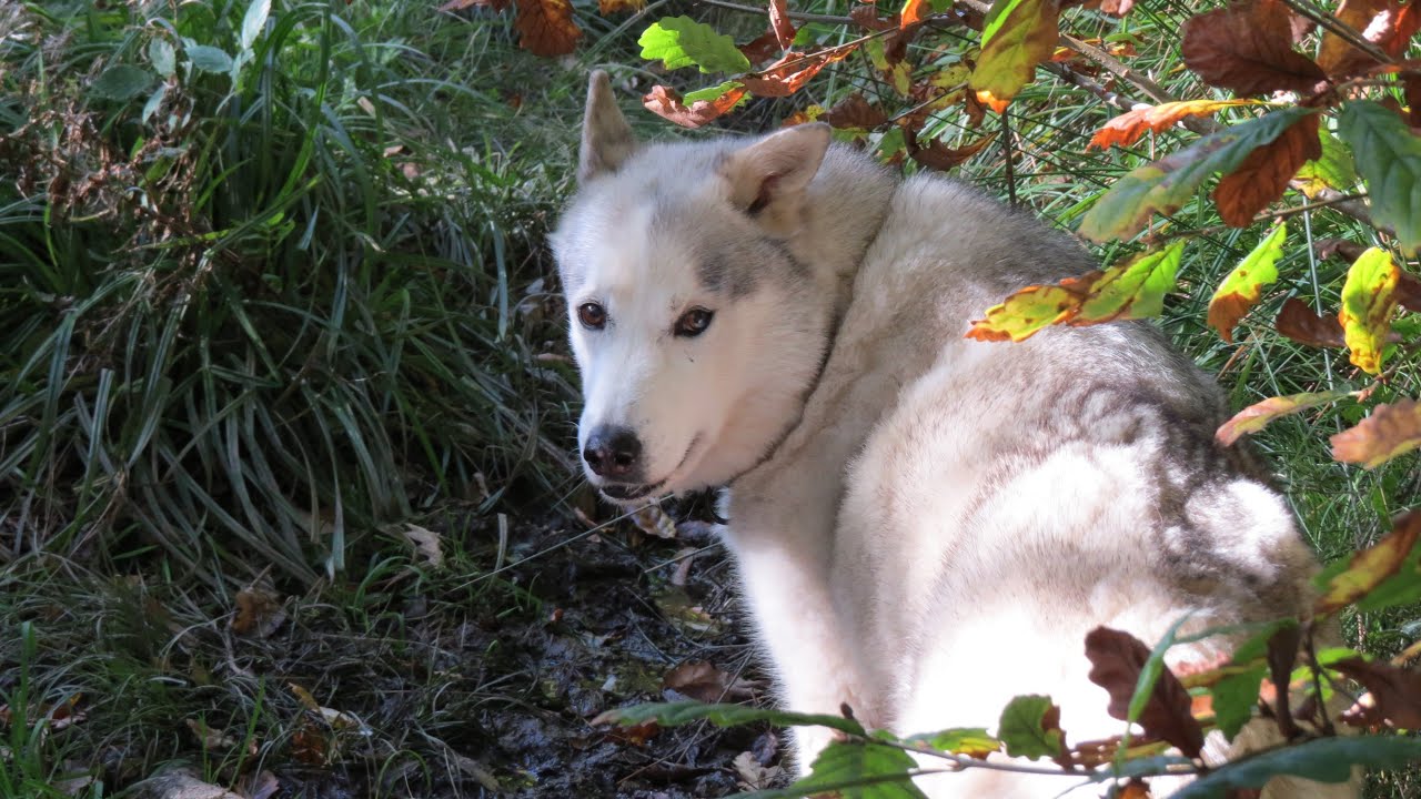 In the BOG FIELD, Peace and Quiet reigns, until ... ~ Nature ~ Husky and Bestie fun ~